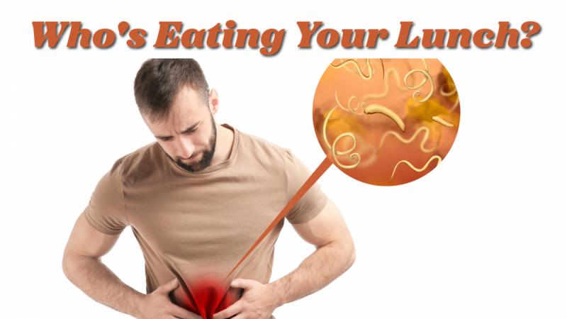 Who's Eating Your Lunch?: How parasites can damage your health and what to do about it